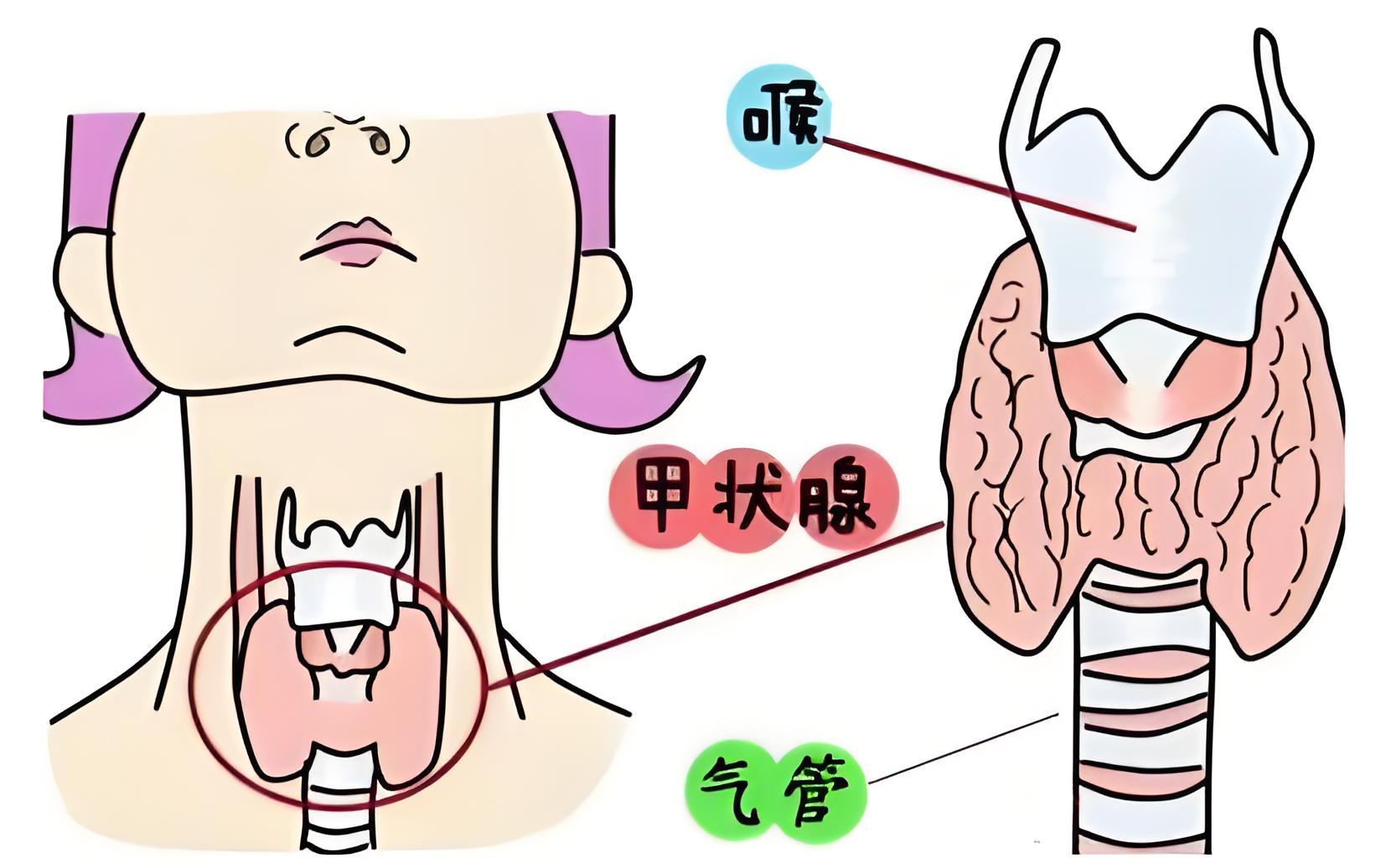 检查出甲功有亚健康_甲功对亚甲炎的参考价值_亚甲炎的甲功检查会有什么有异